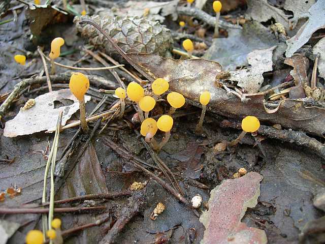 I funghi della foresta di Thann